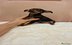 Pinscher Miniatura perros en venta: Hembra mini pincher TOY - Imagen 2