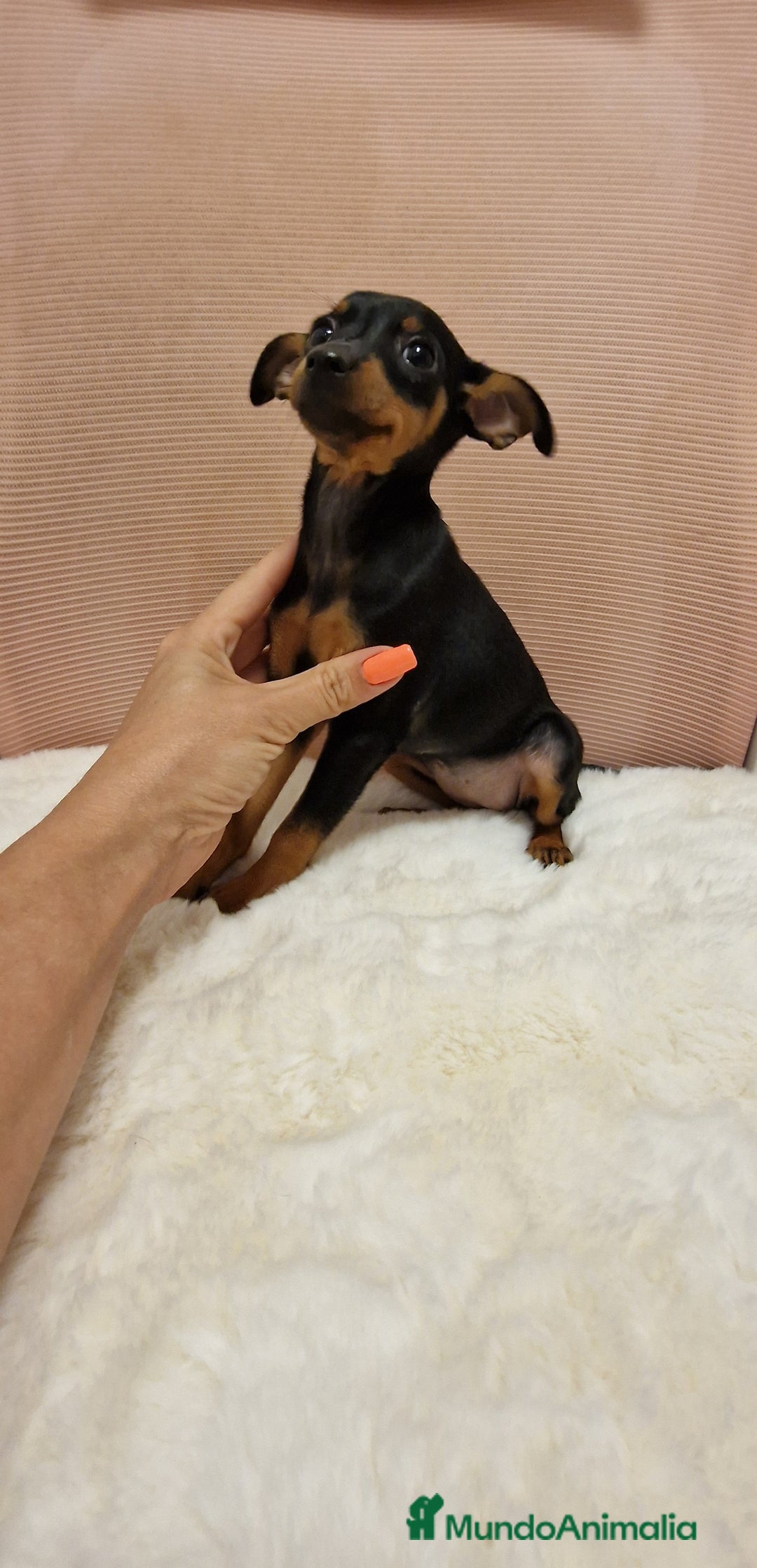 Pinscher Miniatura perros en venta: Hembra mini pincher TOY - Imagen 2
