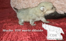 Pomerania perros en venta: Pomeranias toy/enano - Imagen 4