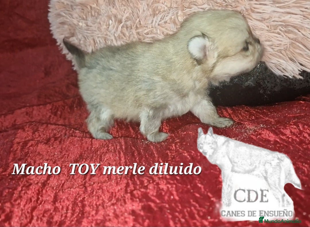Pomerania perros en venta: Pomeranias toy/enano - Imagen 4