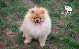 Pomerania perros en venta: Espectacular Macho Pomerania Naranja Sable - Imagen 2
