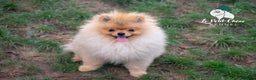 Pomerania perros en venta: Espectacular Macho Pomerania Naranja Sable - Anuncio 2
