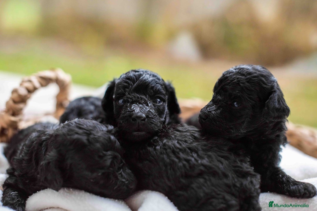 Caniche Toy perros en venta: Caniche toy negros - Anuncio 10