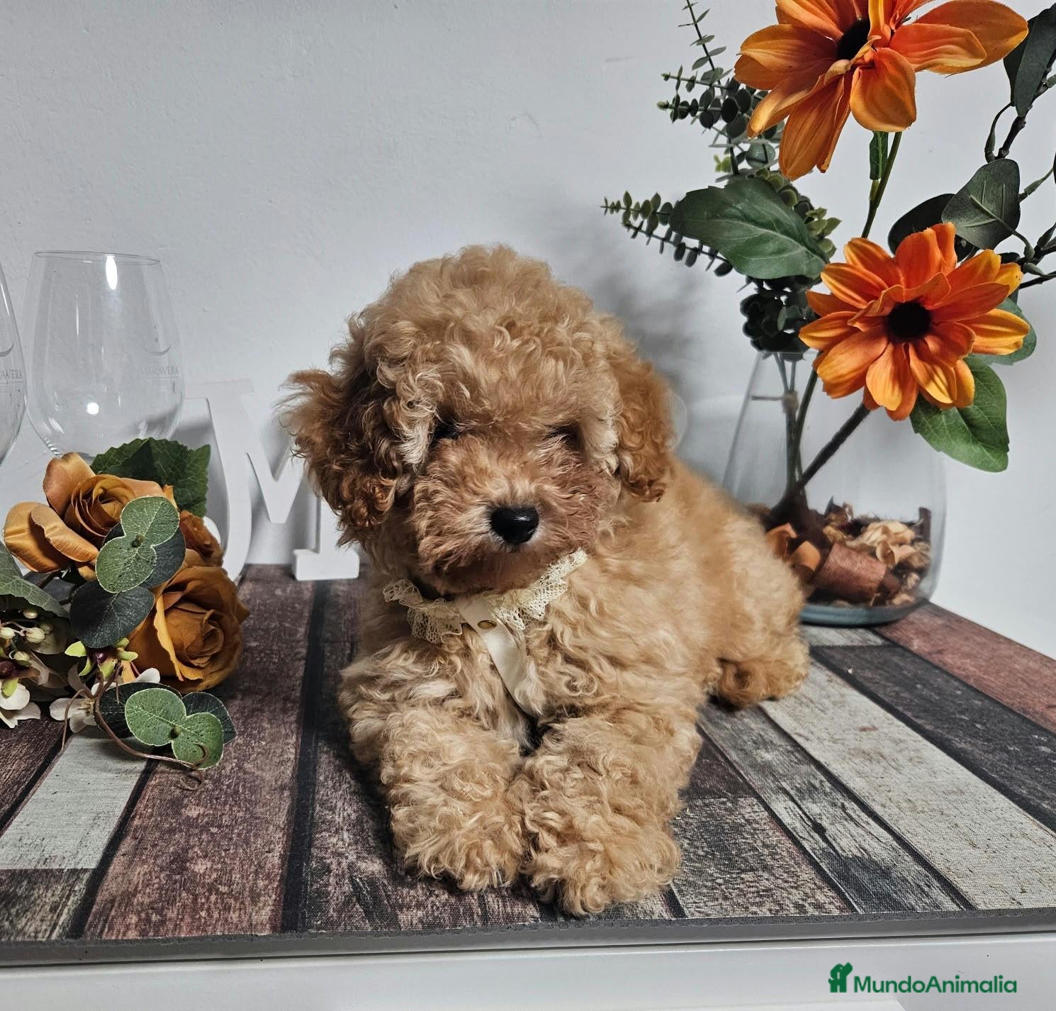 Caniche Toy perros en venta: Caniche Toy Wisky - Anuncio 2