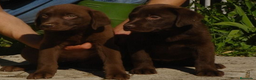 Labrador Retriever perros en venta: Labrador chocolate en Madrid - Anuncio 3