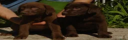 Labrador Retriever perros en venta: Labrador chocolate en Madrid - Anuncio 3