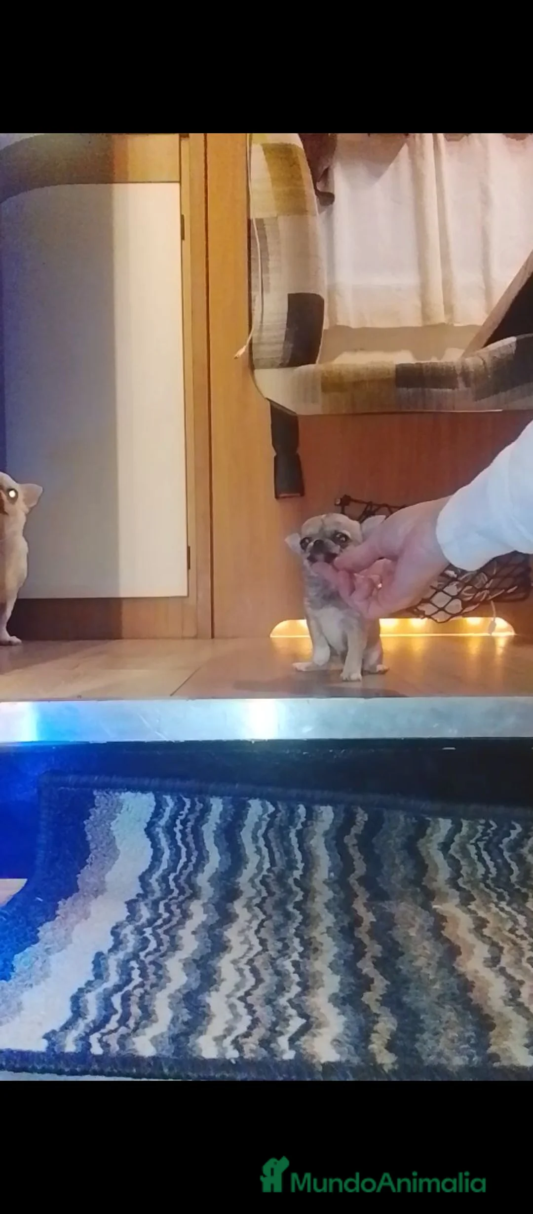 Chihuahua perros en venta: Chihuahua hembra - Anuncio 1