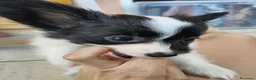 Papillon perros en venta: Hembras de papillon en Alicante - Anuncio 4