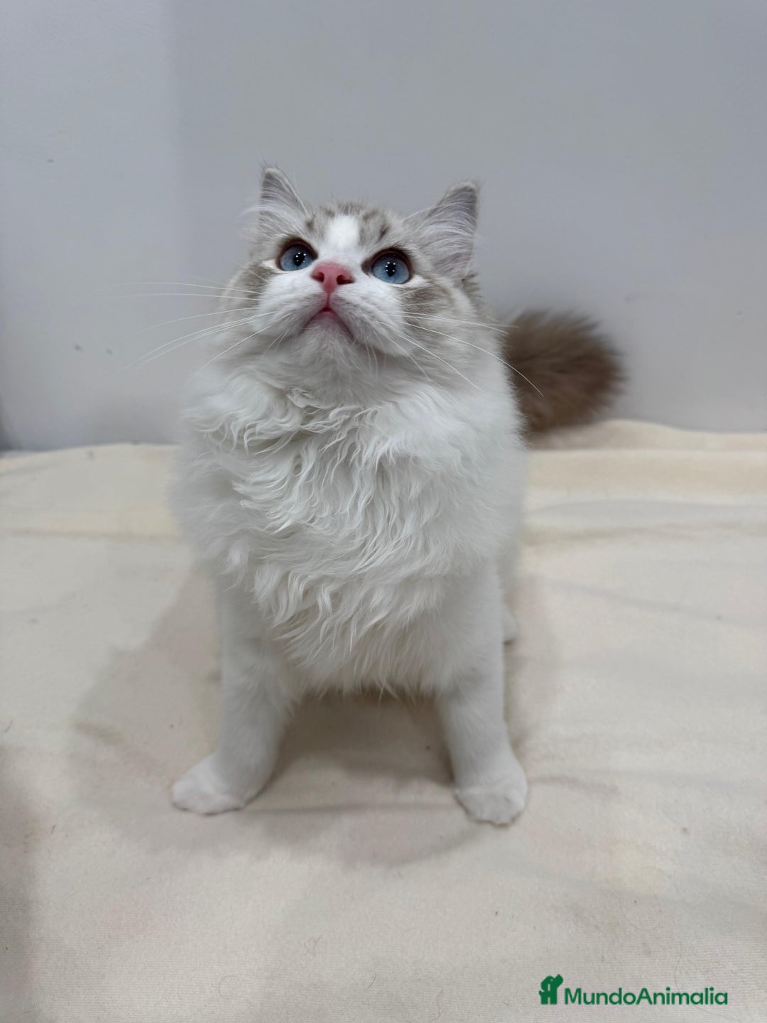 Ragdoll gatos en venta: Gatita Seal Tabby Bicolour - Anuncio 6