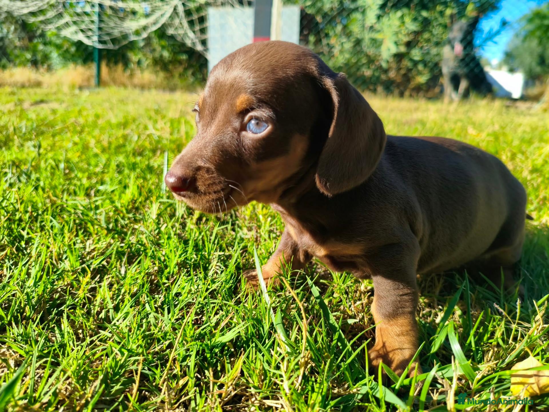 Teckel Miniatura perros en venta: teckel pelo largo - Anuncio 1