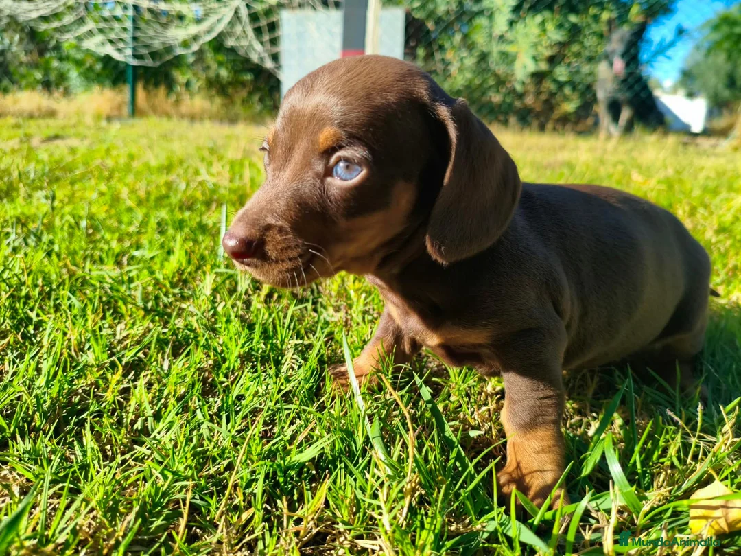 Teckel Miniatura perros en venta: teckel pelo largo en Madrid - Anuncio 1