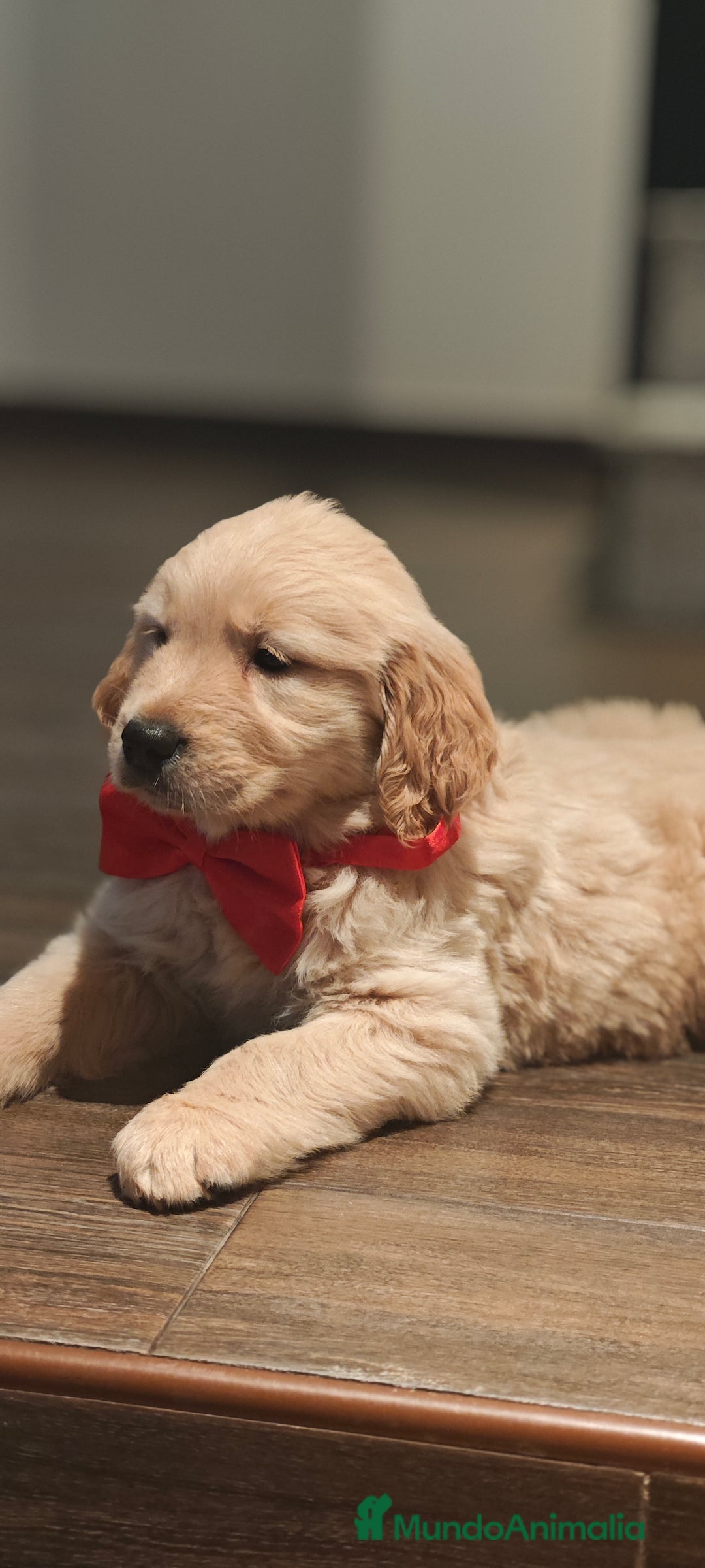 Golden Retriever perros en venta: Golden retriever  - Imagen 1