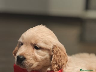 Golden Retriever perros - Anuncio 14