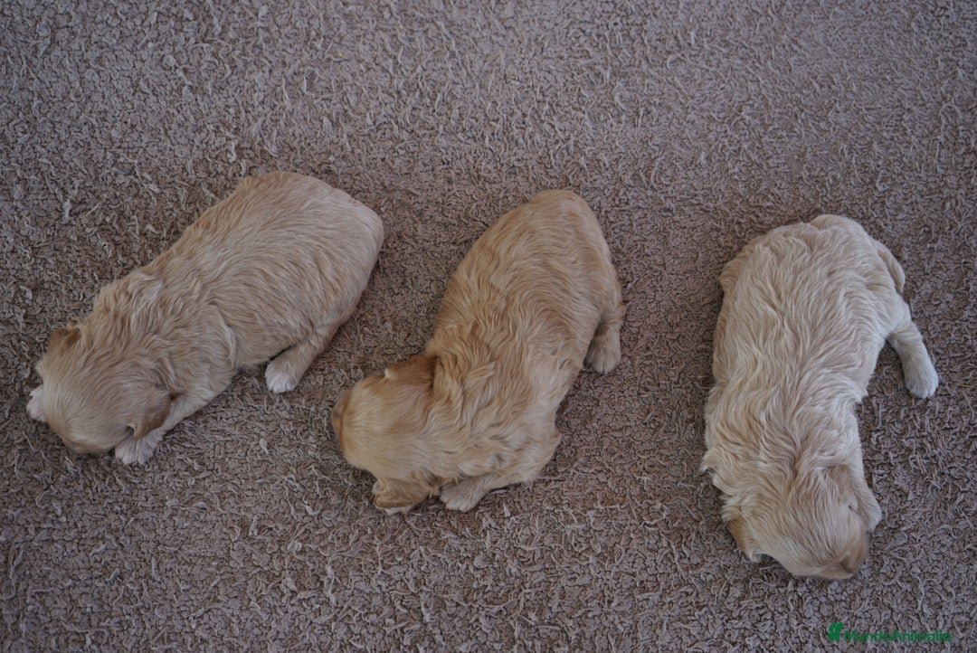 Maltipoo perros en venta: 🌹TRES PEQUEÑAS MALTIPOO 🌸 - Imagen 5