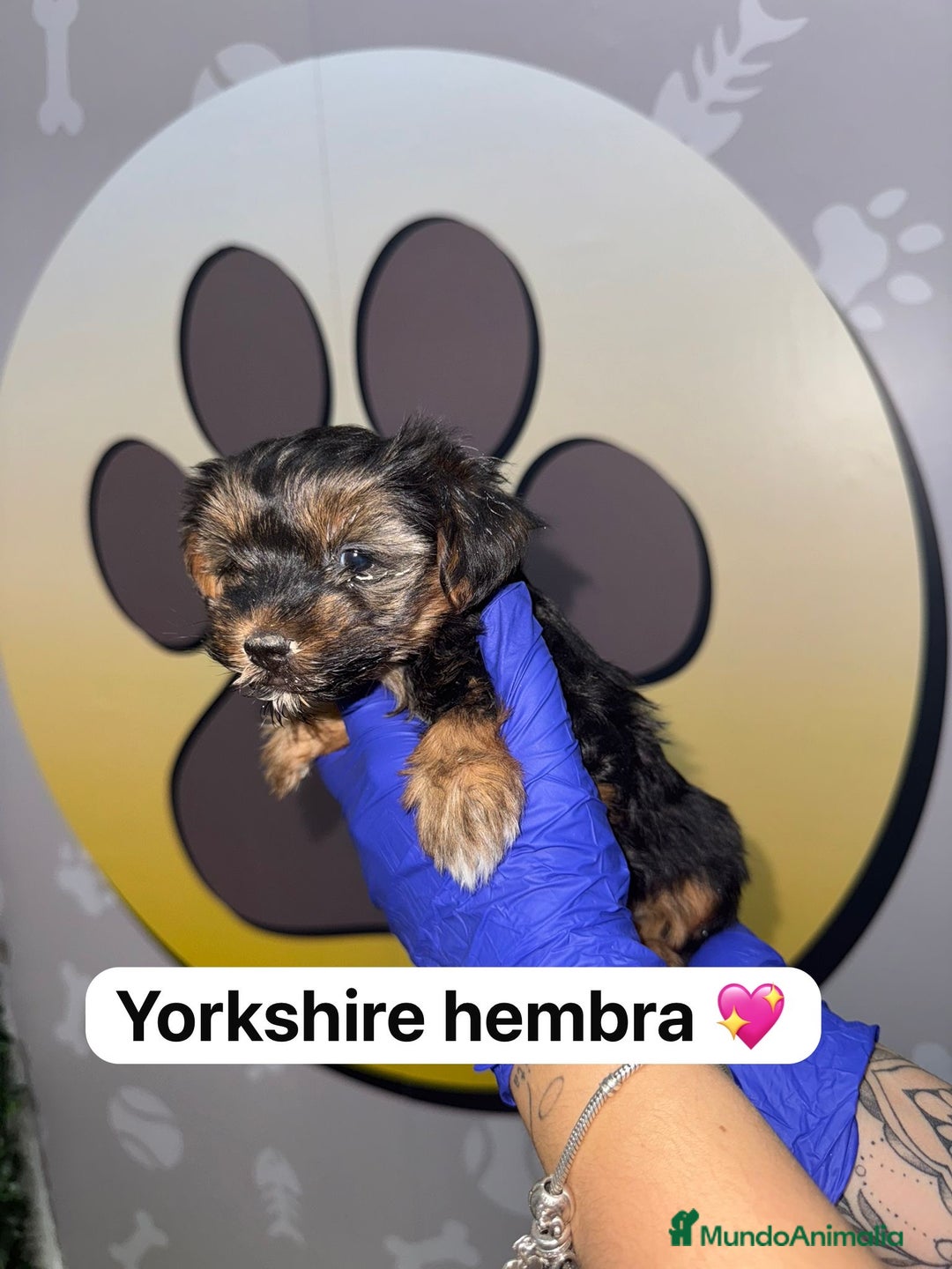 Yorkshire Terrier perros en venta: 🐾YORKSHIRE HAPPYHUELLAS🐾 - Imagen 3