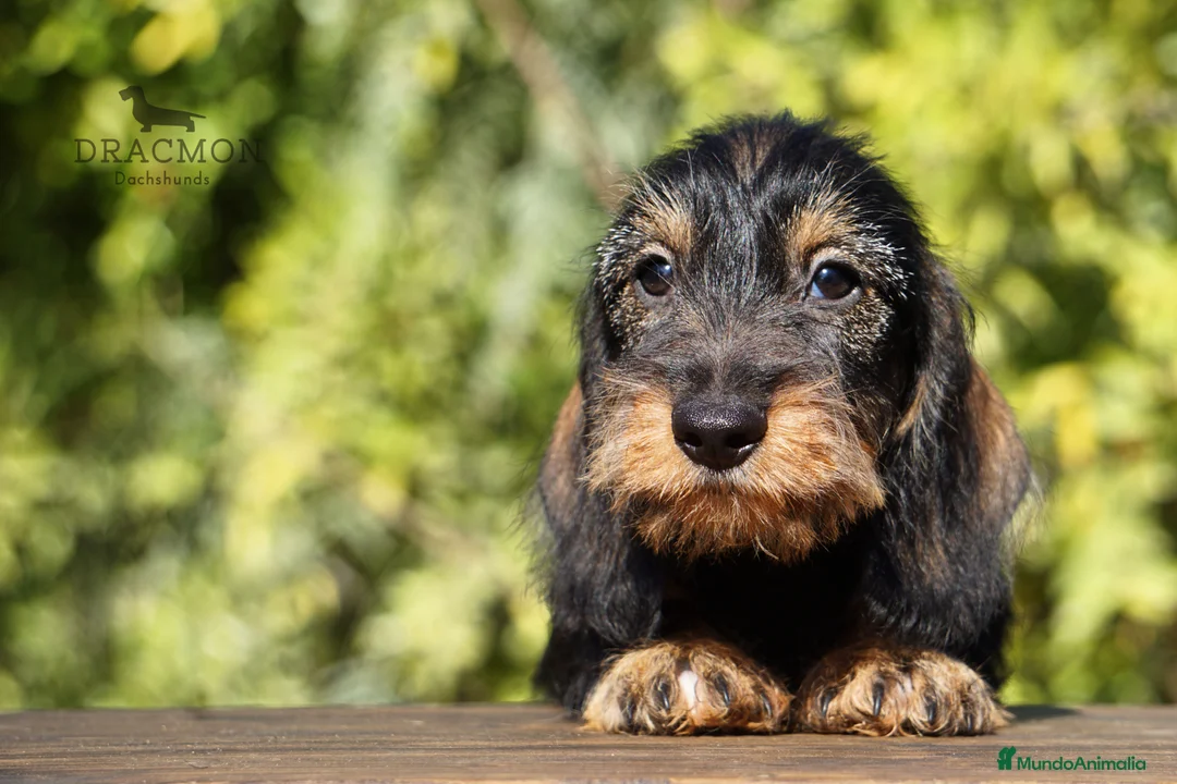 Imagen de galería {{count}}