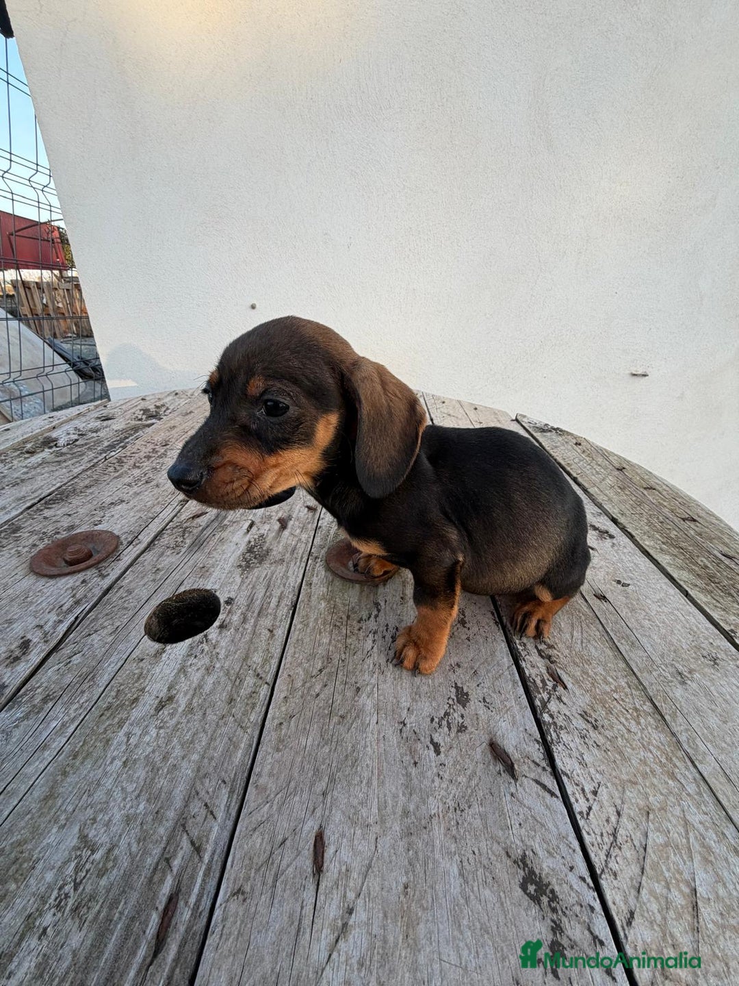 Teckel perros en venta: TECKEL HOJA SECA MACHO - Anuncio 2