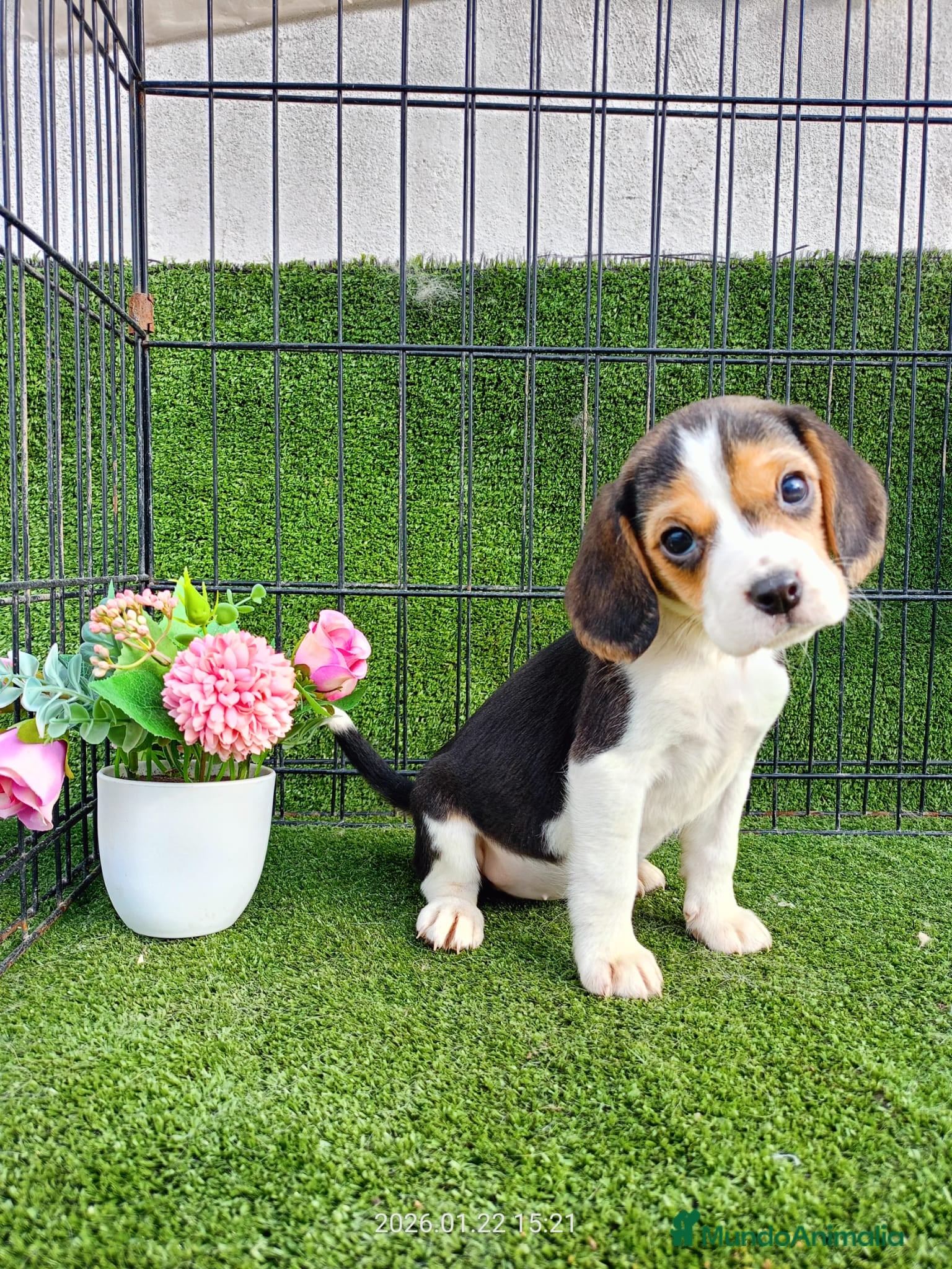 Beagle perros BEAGLE - Anuncio 1