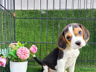 Beagle perros BEAGLE - Anuncio 1