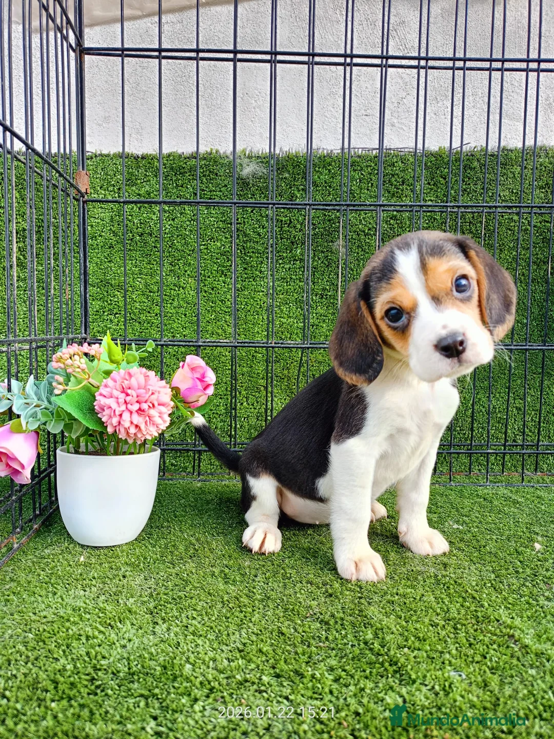 Beagle perros en venta: BEAGLE - Anuncio 1