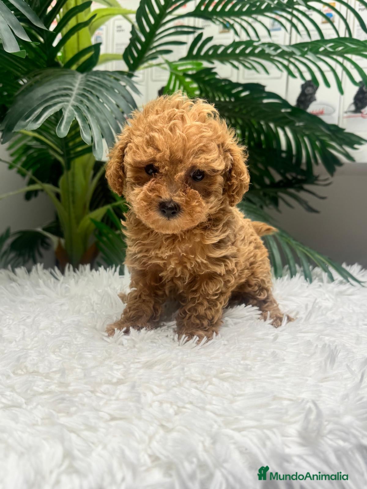 Caniche Toy perros CANICHE TOY - Anuncio 1