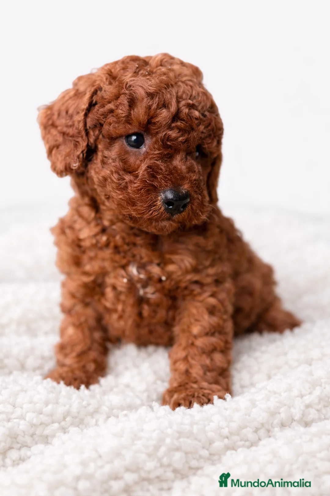 Raza Mixta perros en venta: Caniche rojo pimentón  - Anuncio 1