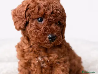 Raza Mixta perros Caniche rojo pimentón - Anuncio 18