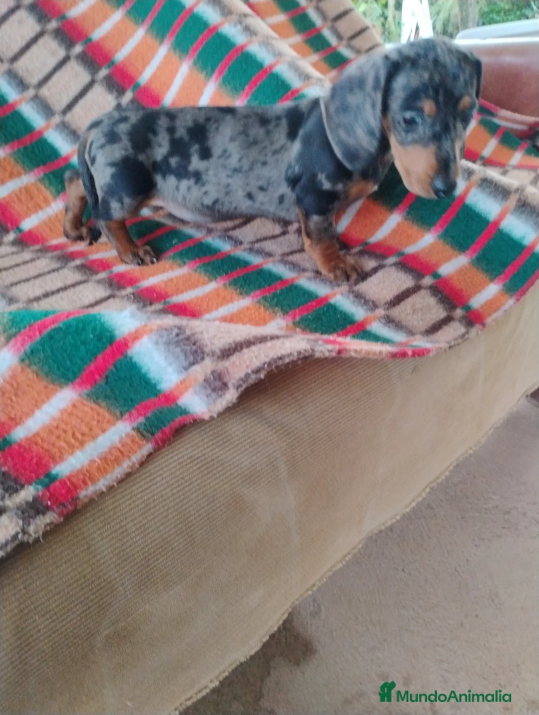 Teckel Miniatura perros en venta: Hembra teckel arlequín plata miniatura  - Anuncio 2