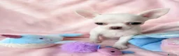 Chihuahua perros en venta: 🌸 CACHORRITOS CHIHUAHUA 💘 - Anuncio 4