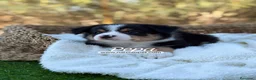 Border Collie perros en venta: BORDER COLLIE TRICOLOR - Anuncio 4