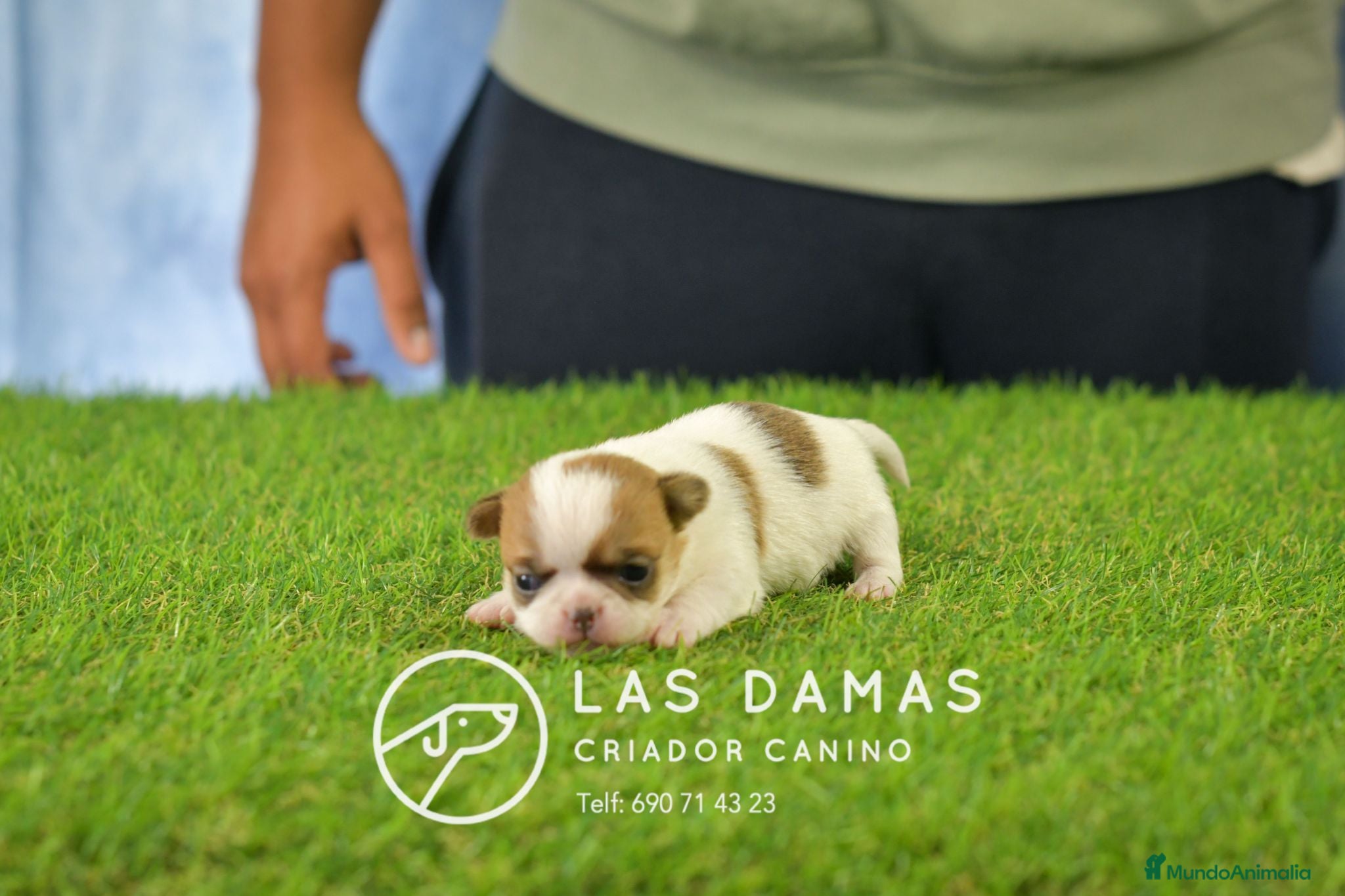 Chihuahua perros Chihuahuas disponibles - Anuncio 30