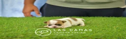 Chihuahua perros en venta: Chihuahuas disponibles - Anuncio 1