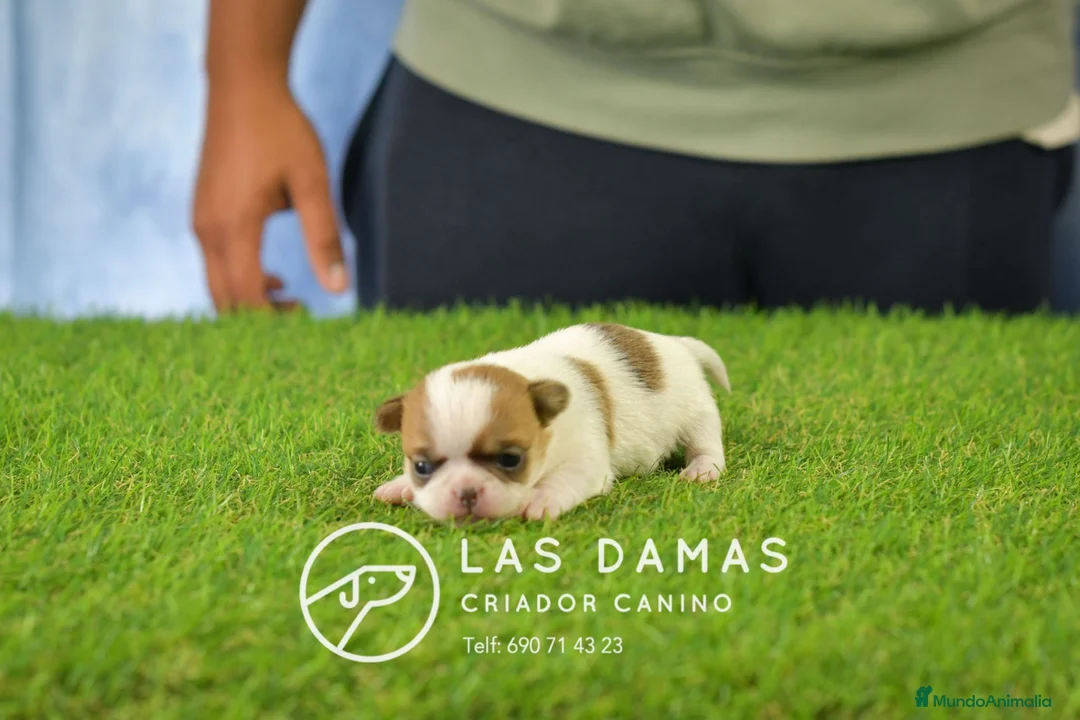 Chihuahua perros en venta: Chihuahuas disponibles - Anuncio 1