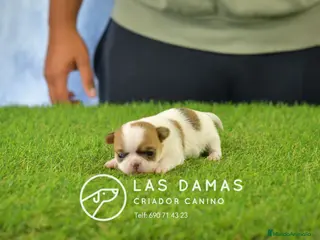 Chihuahua perros Chihuahuas disponibles - Anuncio 2