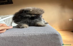 Pomerania perros en venta: Lulus de Pomerania  - Imagen 2