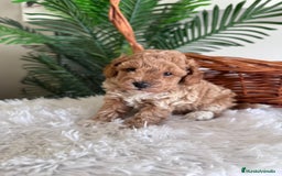 Caniche Toy perros en venta: CANICHE TOY MACHO - Imagen 2