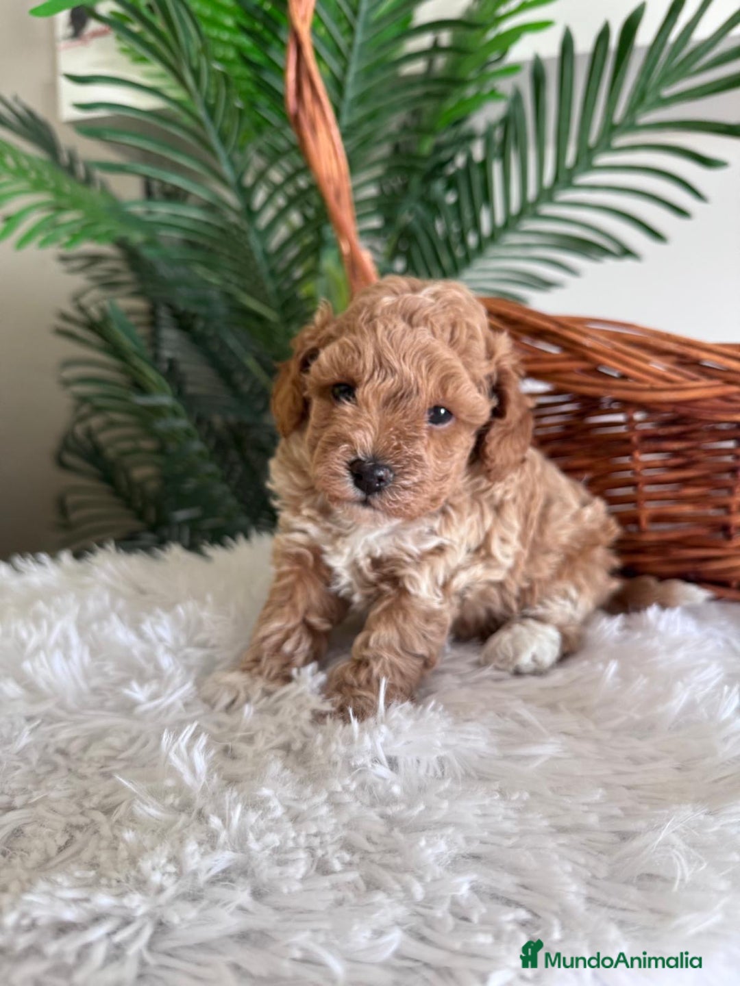 Caniche Toy perros en venta: CANICHE TOY MACHO - Imagen 2
