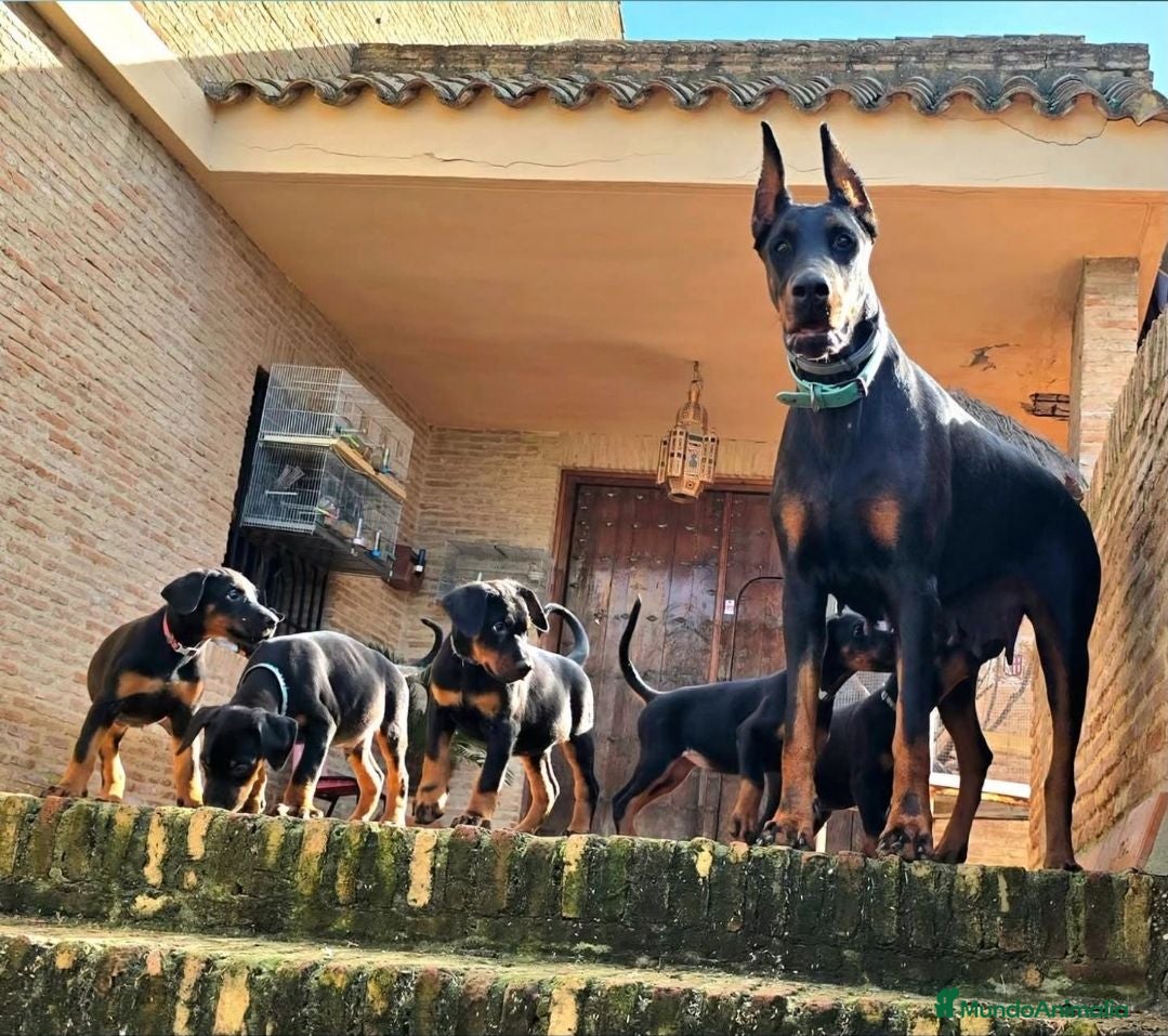 Dobermann perros Impresionantes Doberman - Anuncio 1