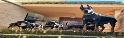 Dobermann perros en venta: Impresionantes Doberman - Anuncio 1