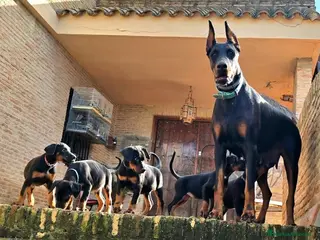 Dobermann perros Impresionantes Doberman - Anuncio 1