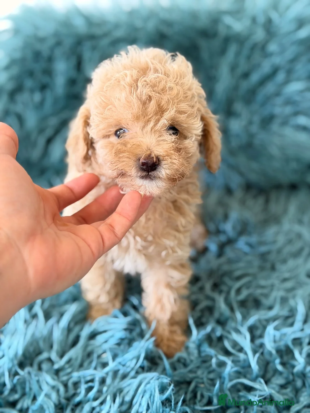 Caniche Toy perros en venta: Caniche hembra toy crema 🐾 - Anuncio 1