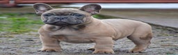 Bulldog Francés perros en venta: BULLDOG FRANCÉS CACHORROS AL MEJOR PRECIO  - Anuncio 3