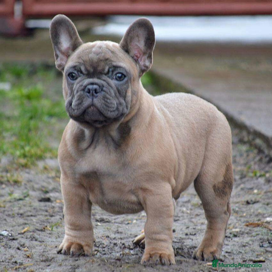 Bulldog Francés perros en venta: BULLDOG FRANCÉS CACHORROS AL MEJOR PRECIO  - Anuncio 3