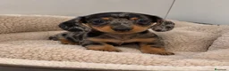 Teckel Miniatura perros en venta: TECKEL MINI ARLEQUÍN 🤎🐾 - Anuncio 1