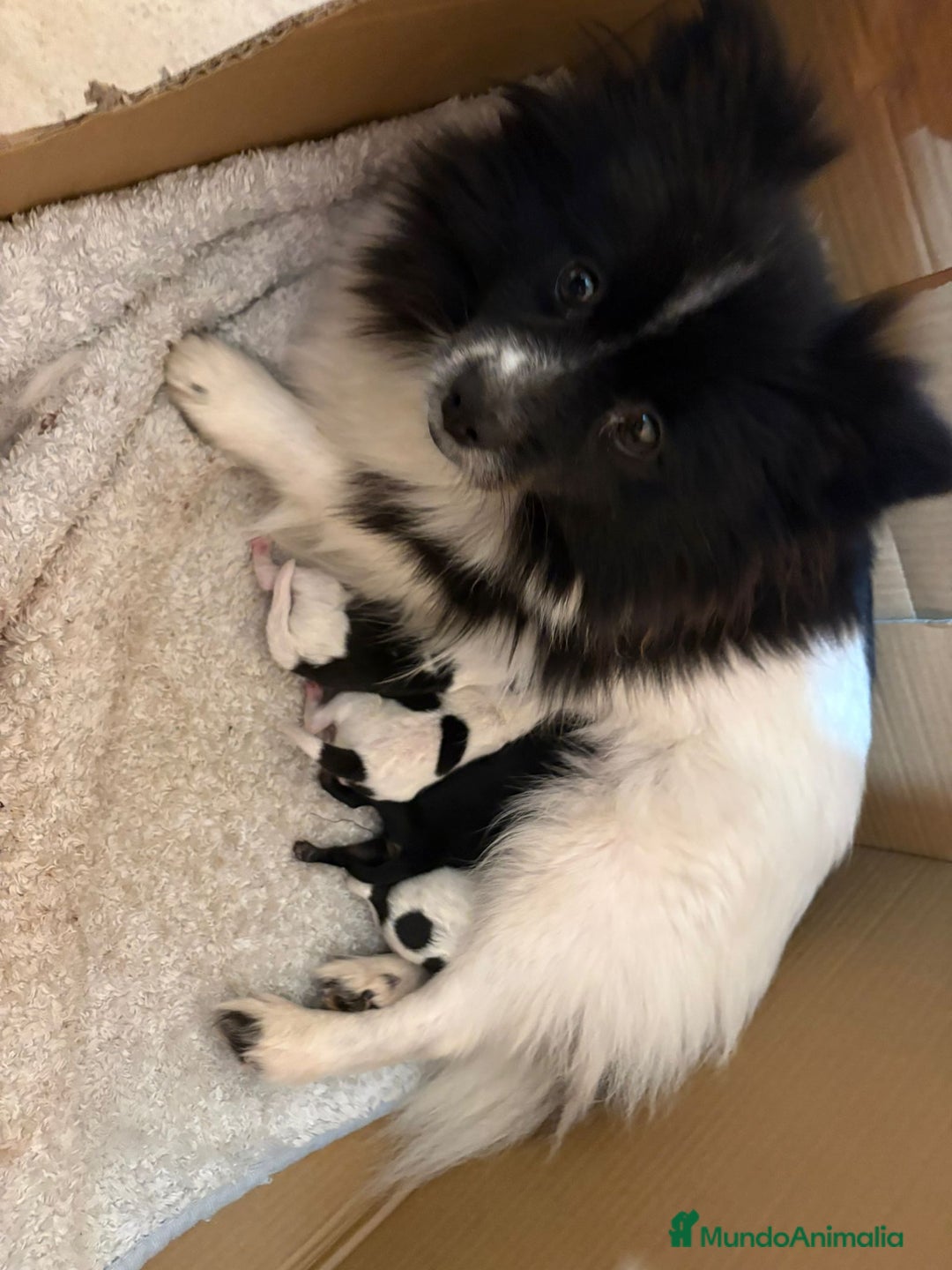 Pomerania perros en venta: Preciosa camada Lulú Pomerania toy de color party - Anuncio 8