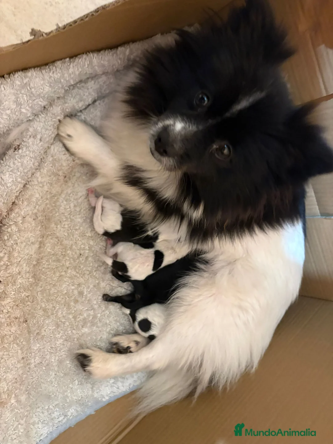 Pomerania perros en venta: Preciosa camada Lulú Pomerania toy de color party - Anuncio 8