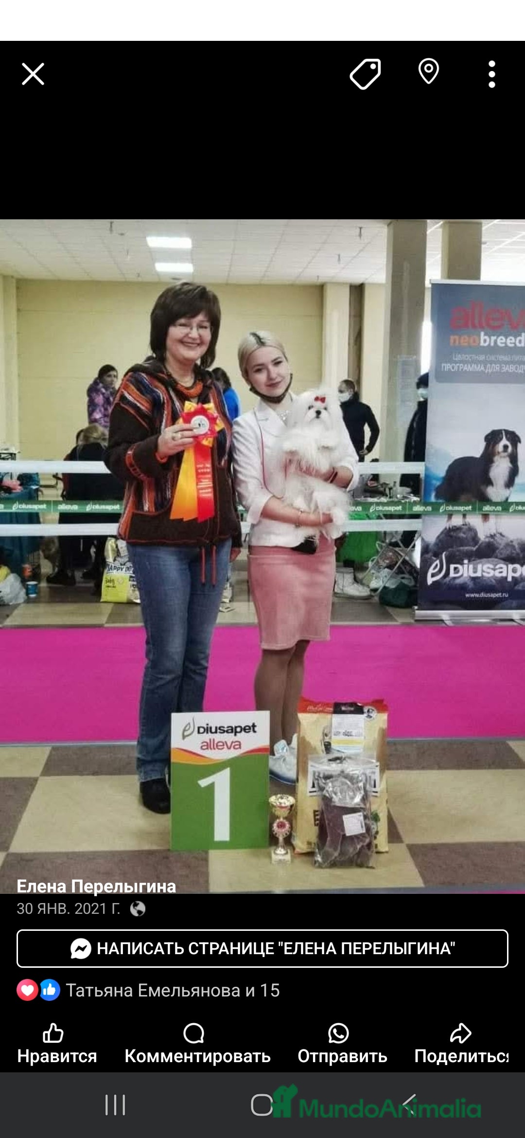 Bichón Maltés perros en venta: Machito Coreano puro Tokio  - Anuncio 7