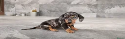 Teckel Miniatura perros en venta: Teckel mini - Anuncio 2