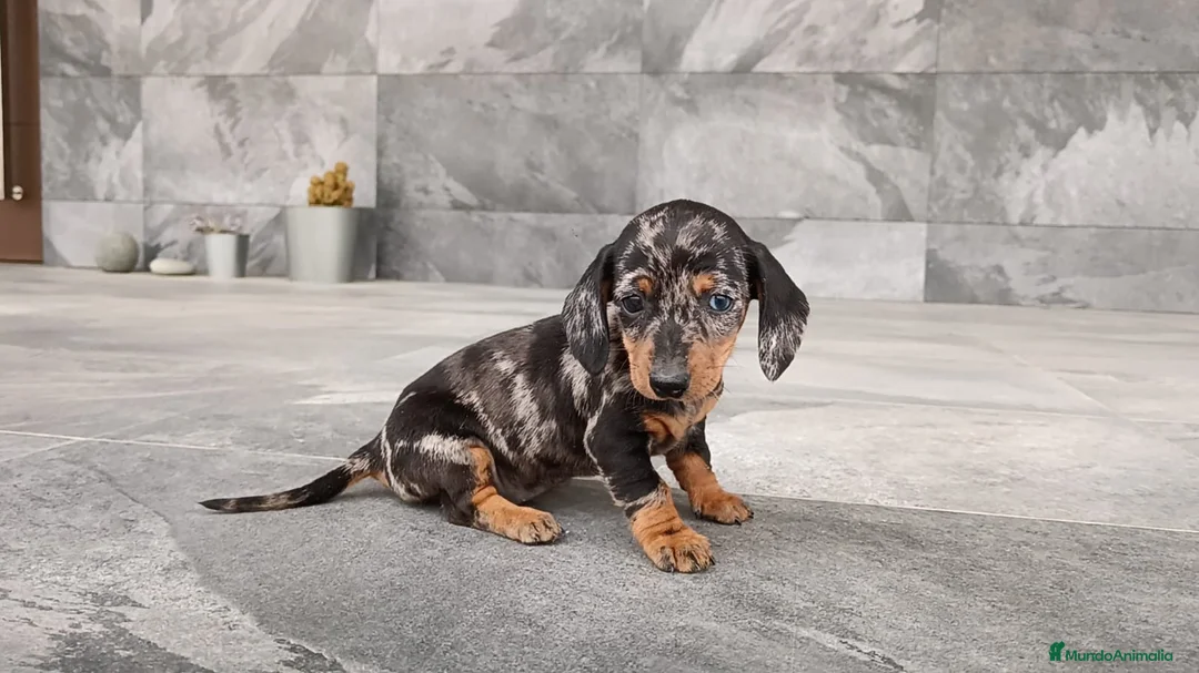 Teckel Miniatura perros en venta: Teckel mini - Anuncio 2