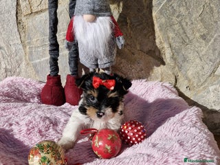 Biewer Yorkshire Terrier a la Pom Pon perros en Barcelona - Anuncio 2